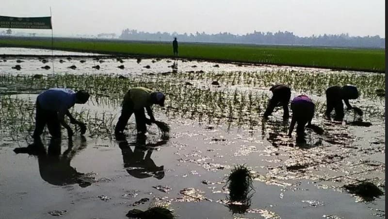 Pupuk Bersubsidi Dibatasi, Petani Tuntut Harga Gabah Naik