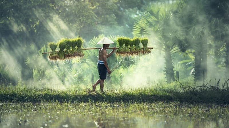 Problem Pertanian di RI: Pupuk, Lahan Menyempit, Akses Modal Rumit, Teknologi Tertinggal