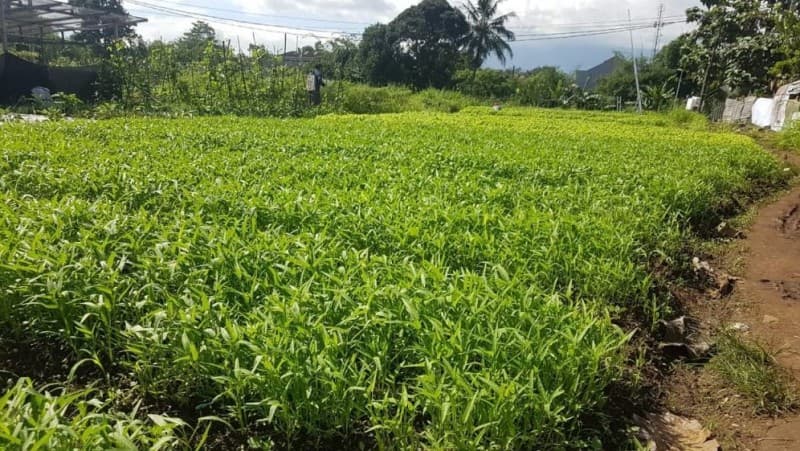 Ikutilah Pekan Mahasiswa Belajar Pertanian KMNU IPB