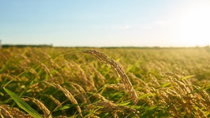 Penuh Masalah, Dewan Pakar Tani Minta Pemerintah Perbaiki Tata Kelola Pertanian