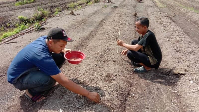 Perkuat Ketahanan Pangan, Ansor  Tebing Tinggi Tanam 900 Bibit Semangka