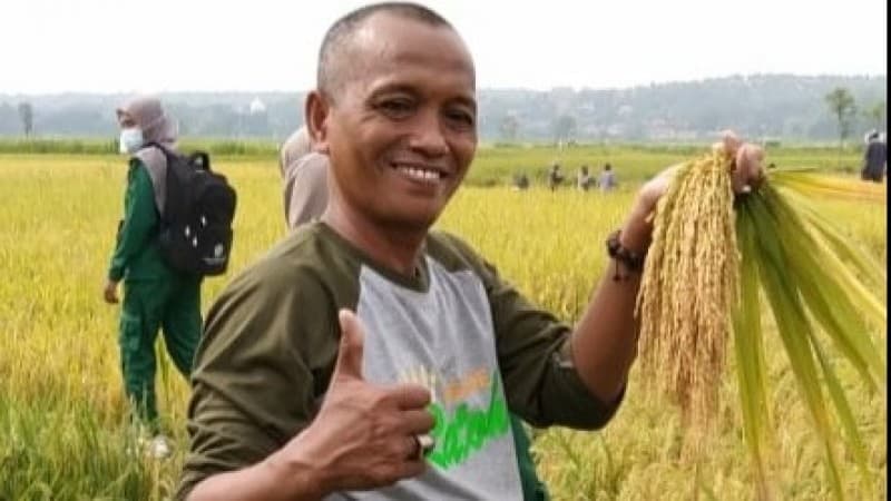 LPPNU Sampang Produksi Benih Padi 'Pecot'