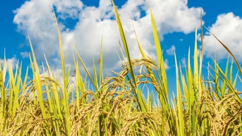 Sawah di Sragen Ladang Maut bagi Petani