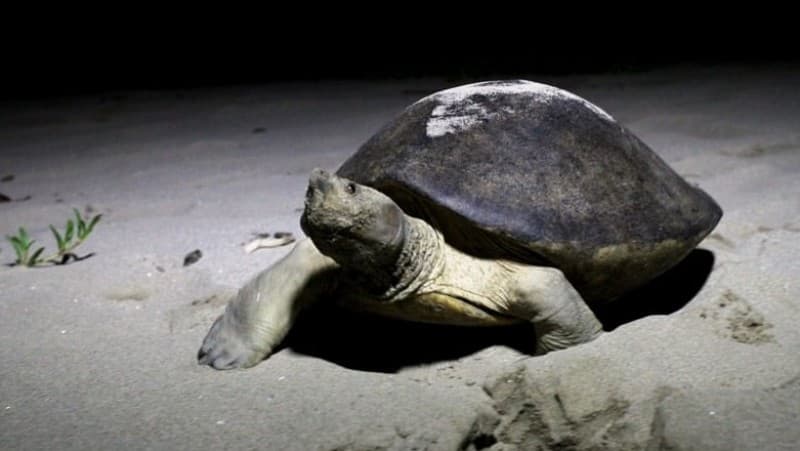 Pertamina EP Rantau Field Kembali Selamatkan Telur Tuntong