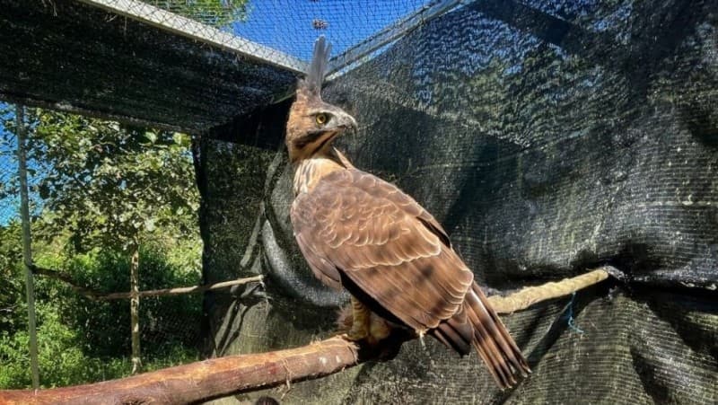 Pertamina Konservasi 700 Ribu Fauna Melalui Program Keanekaragaman Hayati