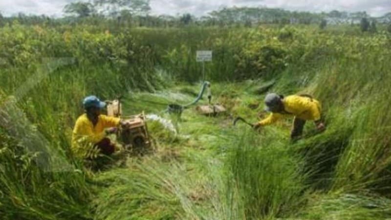 Libatkan Masyarakat, BRGM Bentuk Desa Mandiri Peduli Gambut dan Mangrove