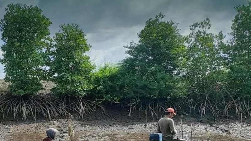 Beragam Manfaat Tanaman Mangrove bagi Kehidupan