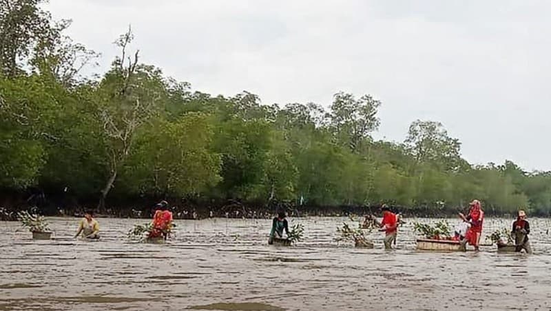 Tiga Unsur dalam Ekosistem Mangrove yang Wajib Diketahui