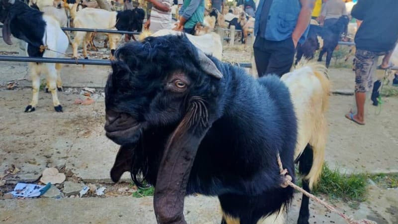 Jelang Idul Adha, Harga Hewan Kurban di Bekasi Relatif Stabil