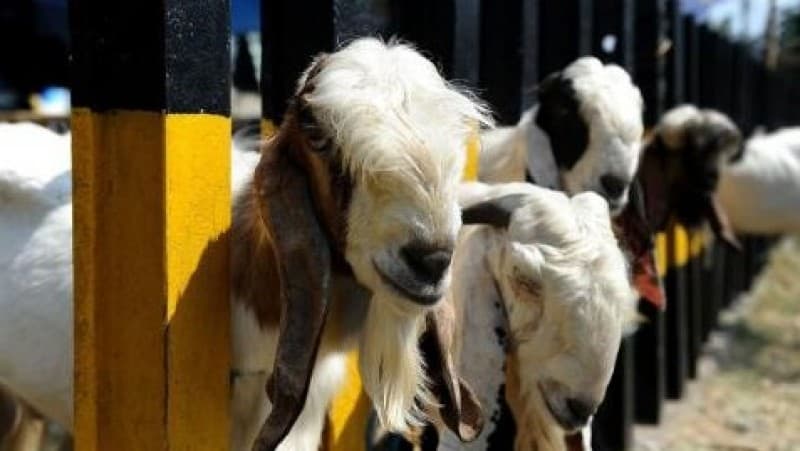 Convert Kurban to Help Residents Affected by Covid-19, PBNU Urges