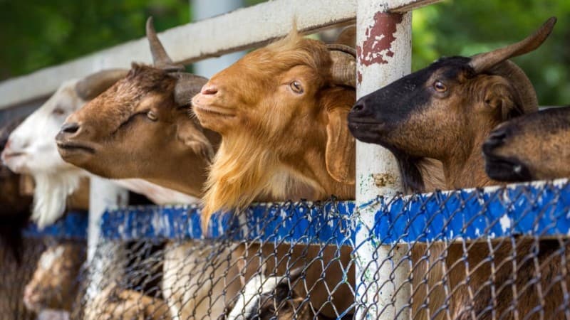 Pandemi Covid-19 Tak Surutkan Semangat Warga untuk Berkurban