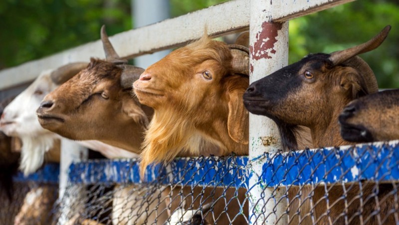 Penyembelihan Hewan Kurban Harap Dilakukan di Rumah Pemotongan