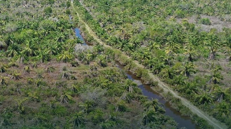 BRGM Perkuat Komitmen Percepatan Rehabilitasi Mangrove Berbasis Masyarakat