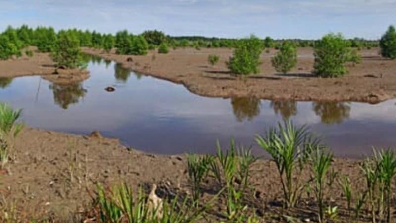 Beberapa Tujuan Rehabilitasi Mangrove