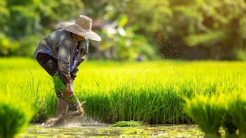 Hukum Gadai Sawah yang Dikelola oleh Pemiliknya
