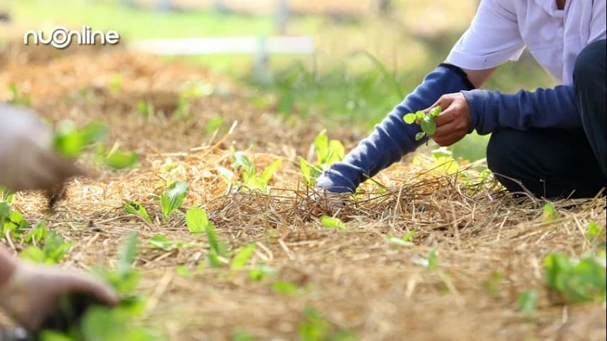 Swasembada dan Ketahanan Pangan dalam Perspektif Islam