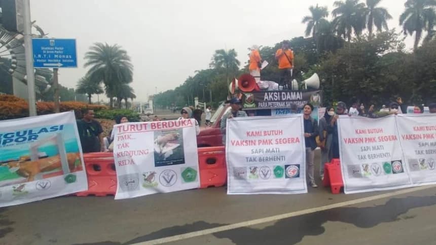 Puluhan Peternak Sapi Desak Pemerintah untuk Mengatasi Wabah PMK