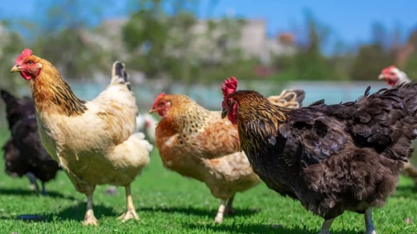 Usaha Peternakan dengan Pembiayaan Berbasis Profit Sharing Syariah