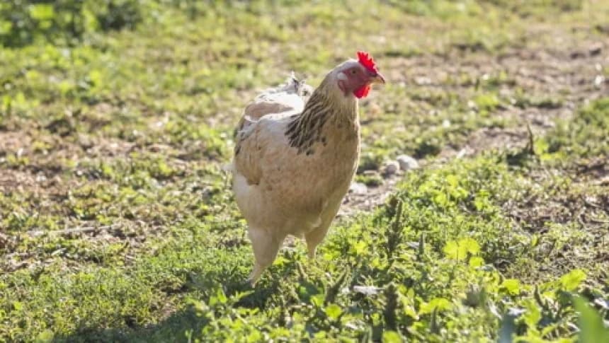 Humor: Ayam Tak Tahu Alamat