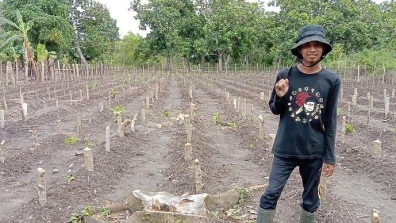 Melihat Usaha Tanaman Kelor Kader Muda NU Bulukumba