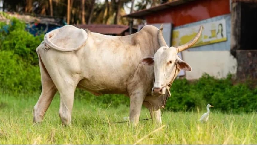 Ukuran Seseorang Disebut Mampu dalam Berkurban