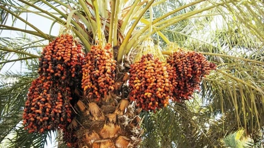 Jadi Primadona Oleh-Oleh Haji dan Umrah, Ini Sejarah, Manfaat dan Ragam Jenis Kurma