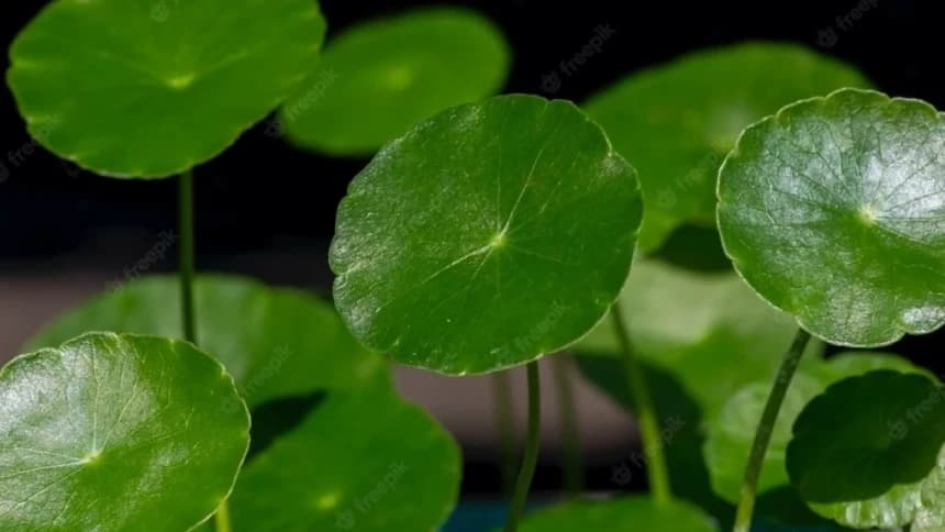 Studi Ilmiah: Daun Pegagan Tingkatkan Daya Ingat dan Cegah Demensia