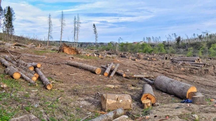166.450 Hektare Hutan Lenyap pada 2025, Penanaman Sawit Menjamur di Kawasan Hutan Konservasi