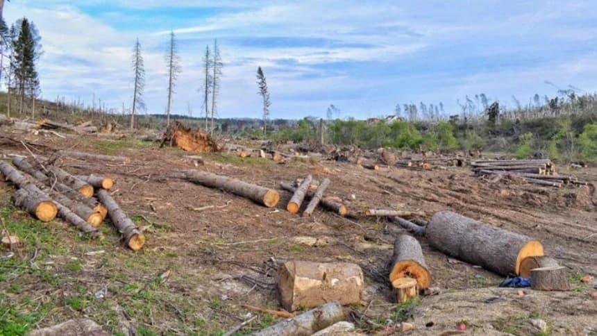 Alih Fungsi Hutan Masif di Sumatra, Pemerintah Akui Banyaknya Aktivitas Pertambangan dan Perkebunan