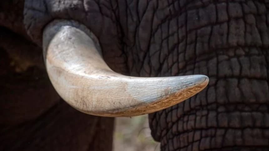 Hukum Pipa Gading Gajah Menurut Empat Madzhab