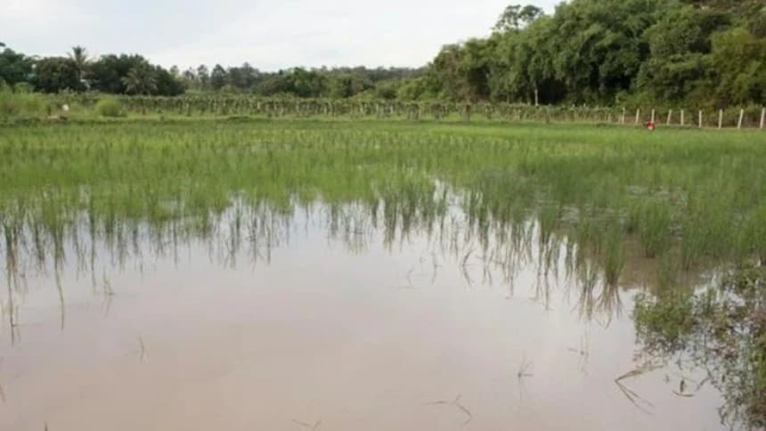 BPS: Banjir di Aceh, Sumut, dan Sumbar Tingkatkan Risiko Gagal Panen Padi