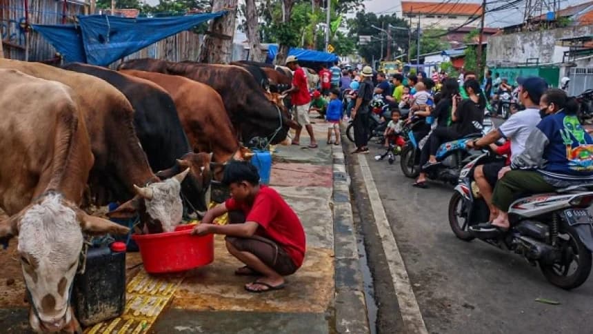 Fenomena Jelang Idul Adha: Jualan Hewan Kurban di Trotoar Jadi Tontonan Warga