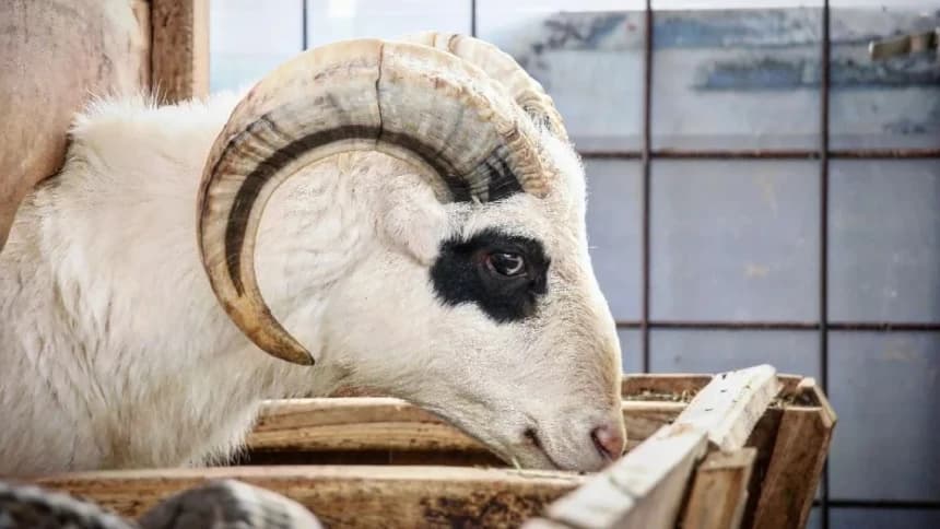 Ciri Hewan Kurban Terjangkit Wabah PMK dan Cara Pencegahannya