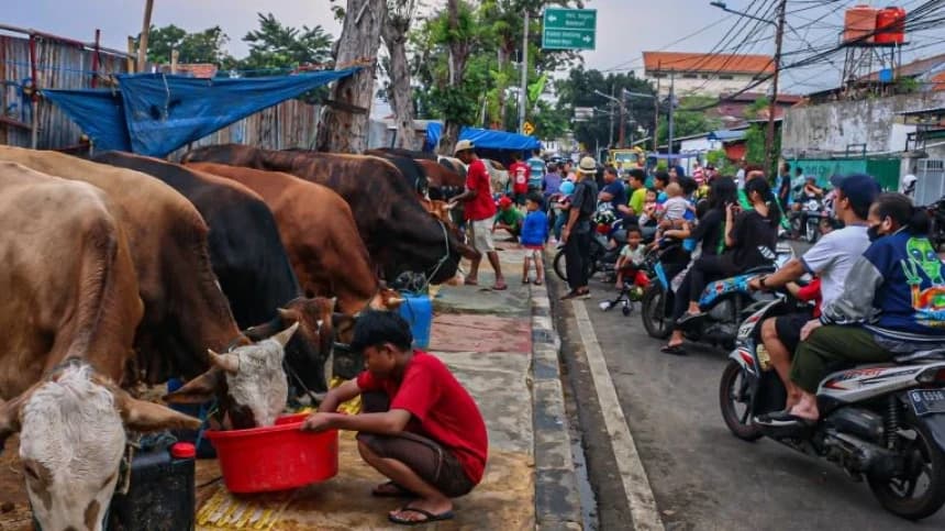 Cara Membuat Sapi Tambah Gemuk Jelang Idul Adha