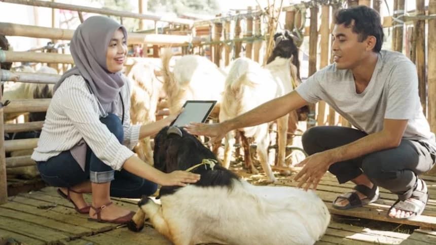 Hukum Menerima Hewan Kurban dari Non-Muslim