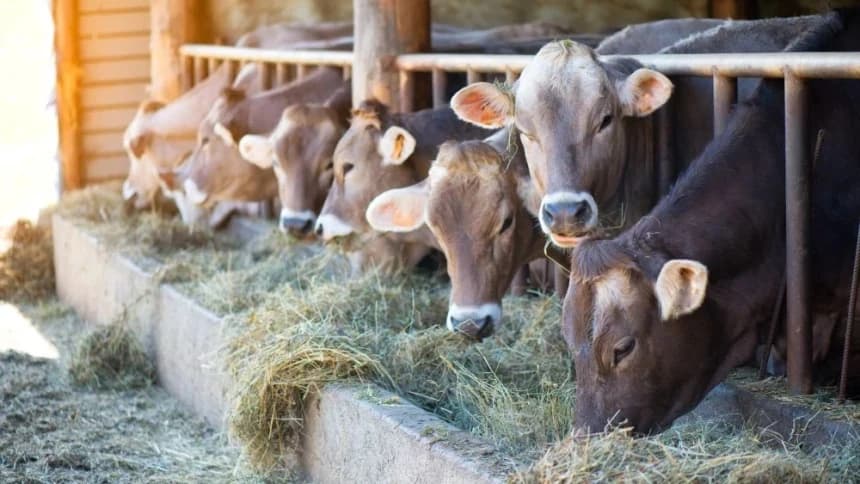 Hewan Terjangkit PMK Aman Dikonsumsi, Asal Perhatikan Hal Ini