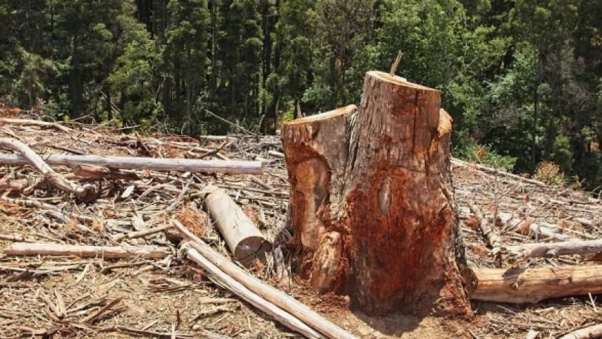 Illegal Logging, Dosa Besar yang Mengundang Murka Alam