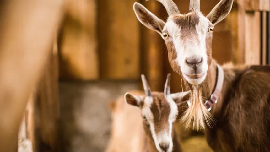 Begini Cara Menjaga Kesehatan Hewan Kurban dari PMK jelang Idul Adha