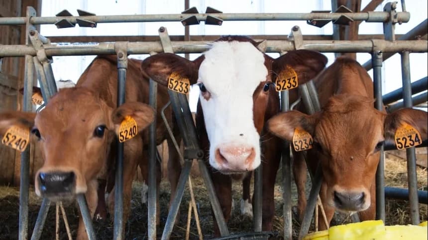 Tips Memilih Hewan Kurban yang Baik di Tengah PMK