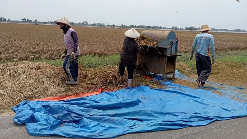 Petani di Pati Alami Kerugian: Sawah Tergenang Banjir, Harga Beras Turun Jelang Musim Panen
