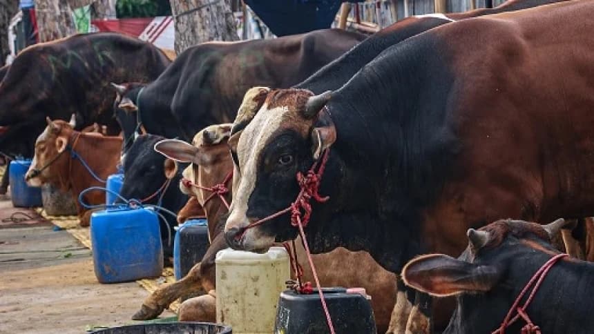 Hukum Menyembelih Hewan Kurban di Halaman Masjid