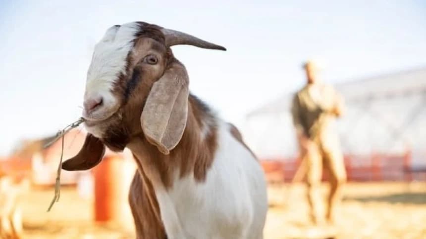 Empat Persamaan dan Empat Perbedaan Kurban Wajib dan Sunnah