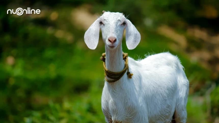 Hukum Gadoh Kambing: Bagi Hasil Anak Kambing Menurut Mazhab Syafi’i dan Solusinya