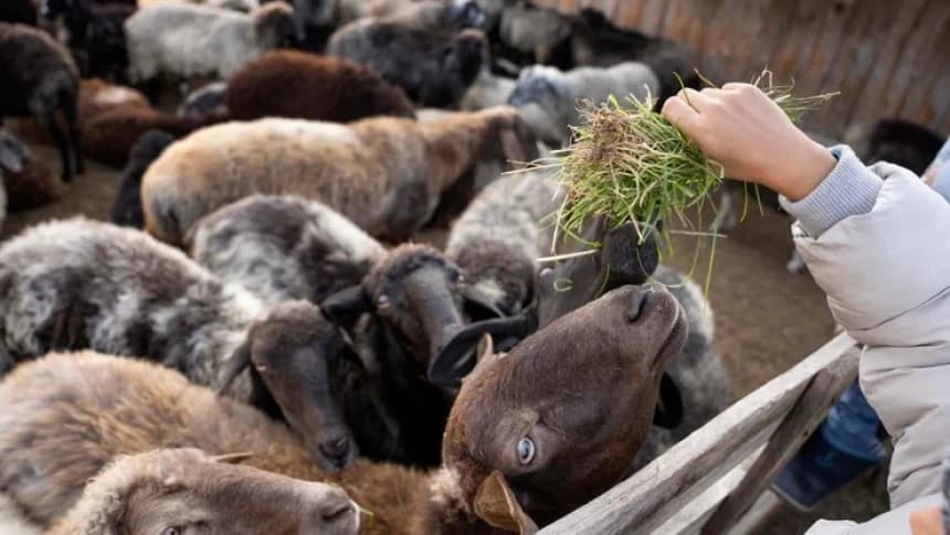 Hari Hak Asasi Binatang: Etika Menyembelih Hewan dalam Islam
