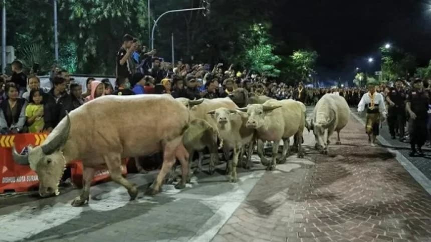 Tradisi Mengarak Kebo Bule Keramat di Keraton Surakarta pada Malam 1 Suro
