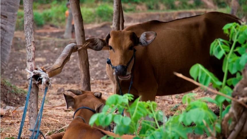 Wajib Karantina Ternak karena PMK, Peternak Keluhkan Pembengkakan Biaya Pengiriman