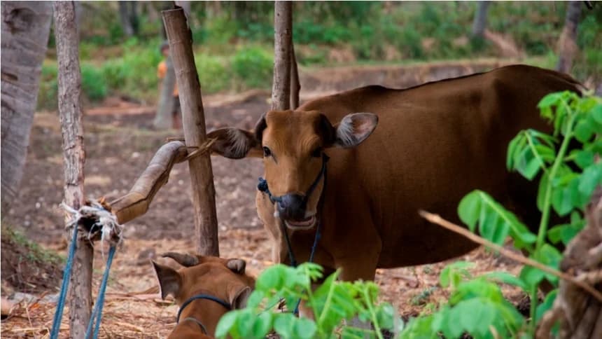 Patungan Kurban dengan Harga Sapi Berbeda, Bolehkah? Ini Hukum dan Penjelasan Lengkap Menurut Islam