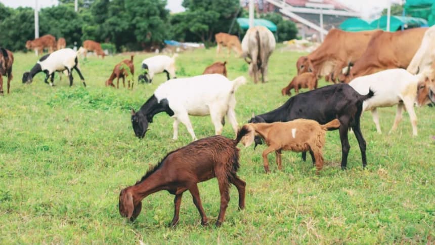 Cegah Wabah PMK, Ini Mitigasi yang Perlu Dilakukan terhadap Hewan Kurban
