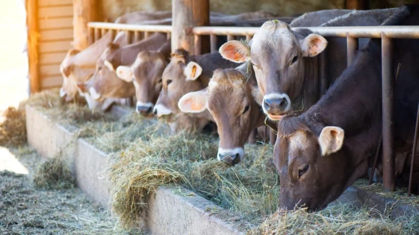 Antisipasi Wabah Penyakit pada Hewan Ternak dalam Kajian Thibbun Nabawi