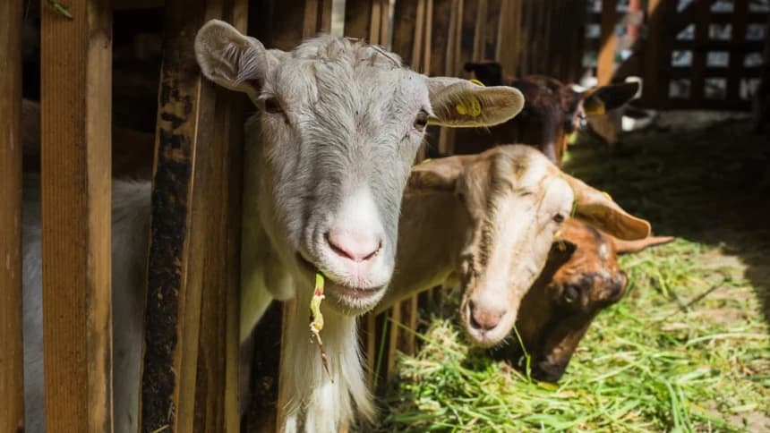 LBM PBNU Dengarkan Penjelasan Dokter Hewan Terkait PMK pada Ternak